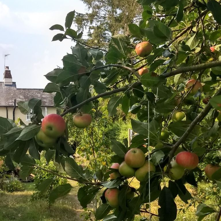 Orchards and cottages in the Stour valley
